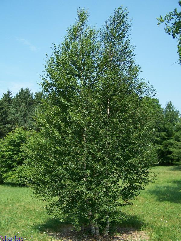 Береза пушистая (Betula pubescens)